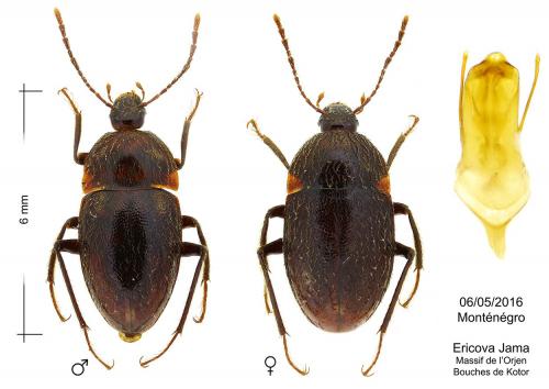 Blattochaeta marianii