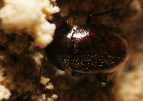 Blattochaeta marianii