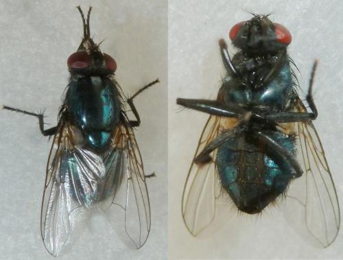 Réf. 175 639 : Eudasyphora cyanicolor