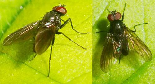 Hebecnema sp.