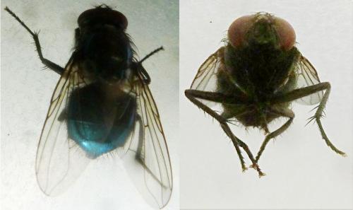 Eudasyphora cyanicolor