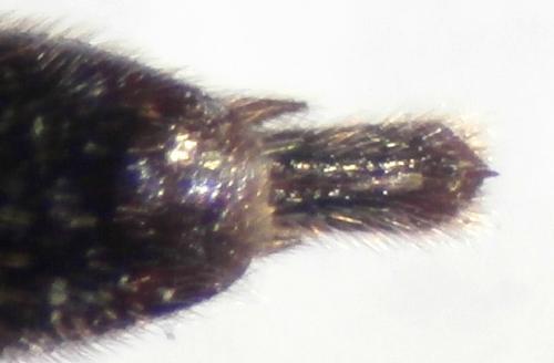 Réf. 175 120 : Trachelus sp.