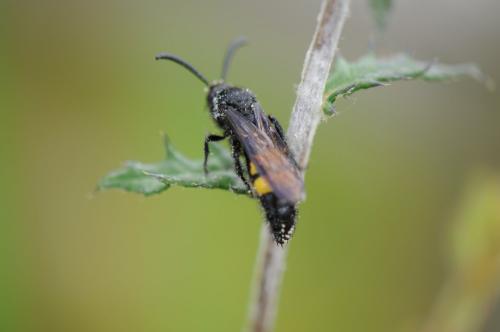 Réf. 175 321 : Scolia hirta