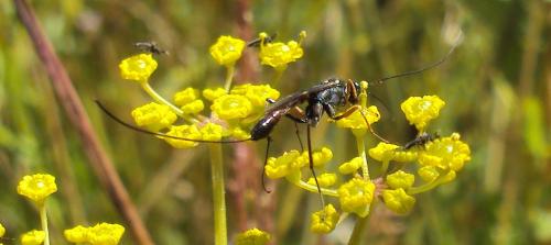 Réf. 175 428 : Lissonota sp.