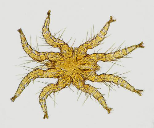 Réf. 175 745 : Spinturnix myoti