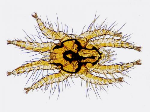 Spinturnix myoti