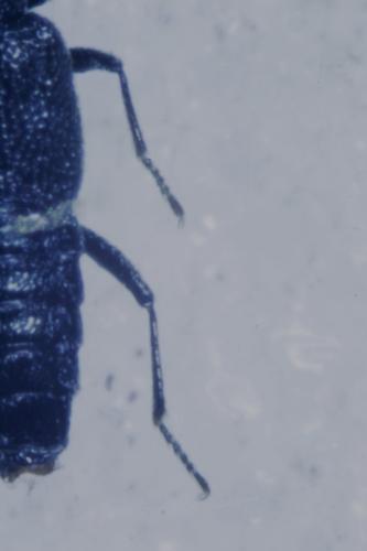 Stenus sp.
