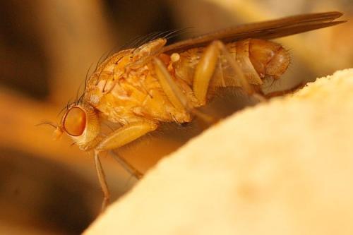 Suillia sp.