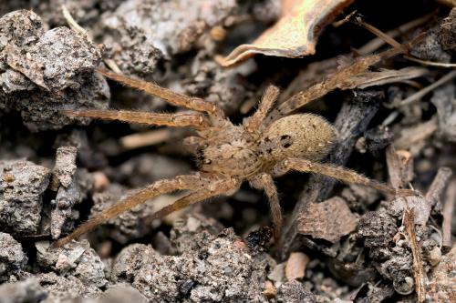 Zoropsis sp.