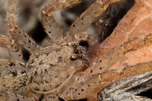 Zoropsis sp.