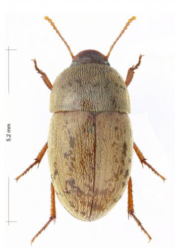 Pseudoseriscius pruinosus