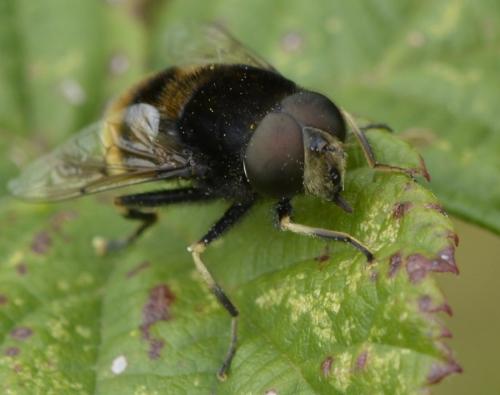 Eristalis intricaria
