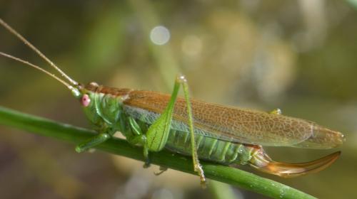 Réf. 175 125 : Conocephalus dorsalis