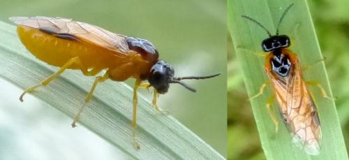 Selandria serva