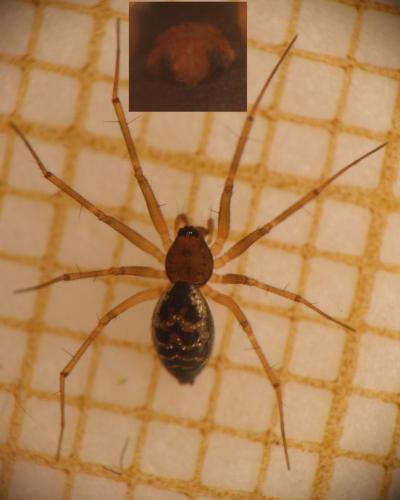 Réf. 175 485 : Tenuiphantes sp.