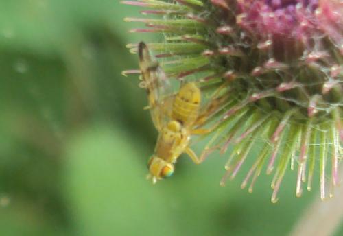 Réf. 175 488 : Terellia tussilaginis