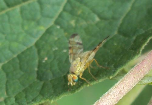 Réf. 175 489 : Terellia tussilaginis
