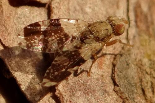 Réf. 175 227 : Tephritis formosa