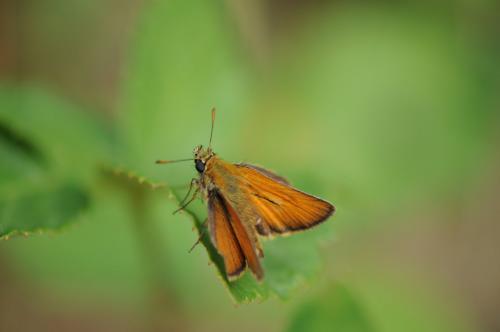 Réf. 175 407 : Thymelicus sylvestris