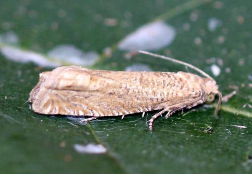 Réf. 175 133 : Pelochrista caecimaculana