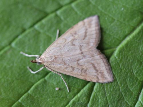 Réf. 175 381 : Udea lutealis