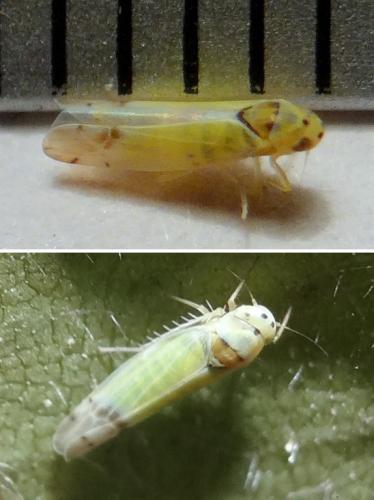 Ribautiana sp.