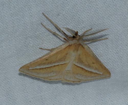 Chariaspilates formosaria