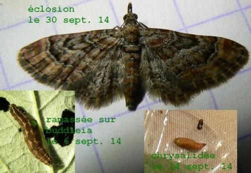 Réf. 175 994 : Gymnoscelis rufifasciata