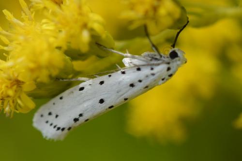 Yponomeuta sp.