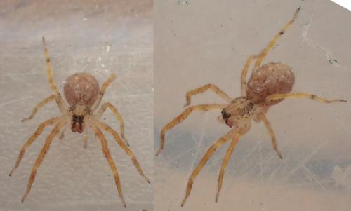 Zoropsis spinimana