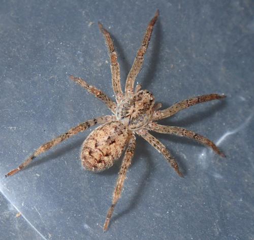 Réf. 175 774 : Zoropsis spinimana