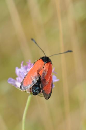 Réf. 175 583 : Zygaena erythrus