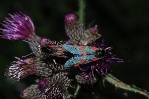 Réf. 175 814 : Zygaena (lonicerae-trifolii)
