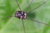 175028 – Photo : D. Martinez – Philippines
