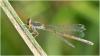 Agriocnemis pygmaea