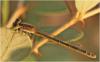 Agriocnemis pygmaea