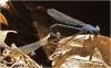 Argia elongata