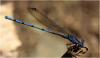 Argia elongata