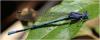 Argia elongata