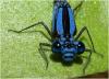 Argia elongata