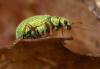 175465 – Photo : Arthropa - Benoit Martha – France (21)
