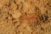 175346 – Photo : Gomjabar35 – France (35)