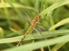 Sympetrum striolatum