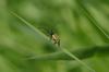 175626 – Photo : Michel Décremps – France (74)