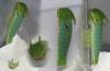 Charaxes jasius