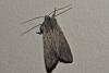 175372 – Photo : Combes Robert – France (13)