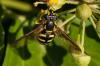 175371 – Photo : Bernard Saquet – France (12)