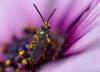 175914 – Photo : Florent Roubinet – France (17)
