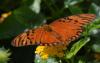 175449 – Photo : Jean-Claude Jamoulle – Barbade