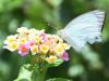 175628 – Photo : Jean-Claude Jamoulle – Barbade